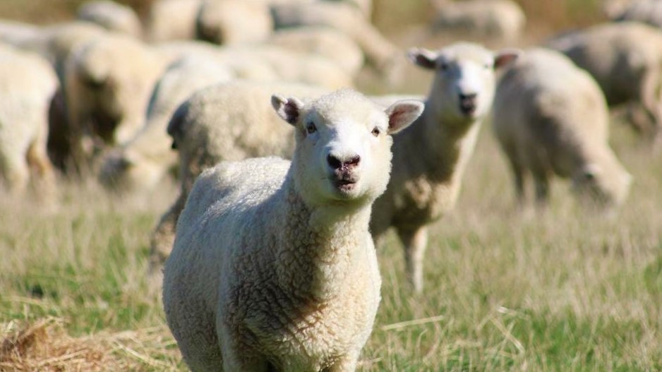 Our Good Shepherd 7 - A Cast Sheep - OGS07
