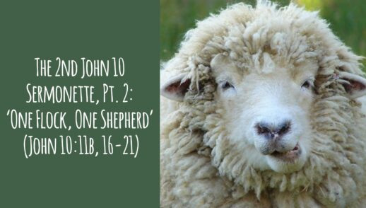 The 2nd John 10 Sermonette, Part 2: 'One Flock, One Shepherd' (John 10.16-21)