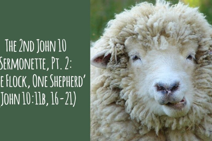 The 2nd John 10 Sermonette, Part 2: 'One Flock, One Shepherd' (John 10.16-21)