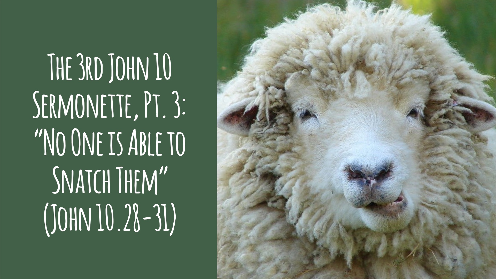 The 3rd John 10 Sermonette, Part 3: “No One is Able to Snatch Them” (John 10.28-31)