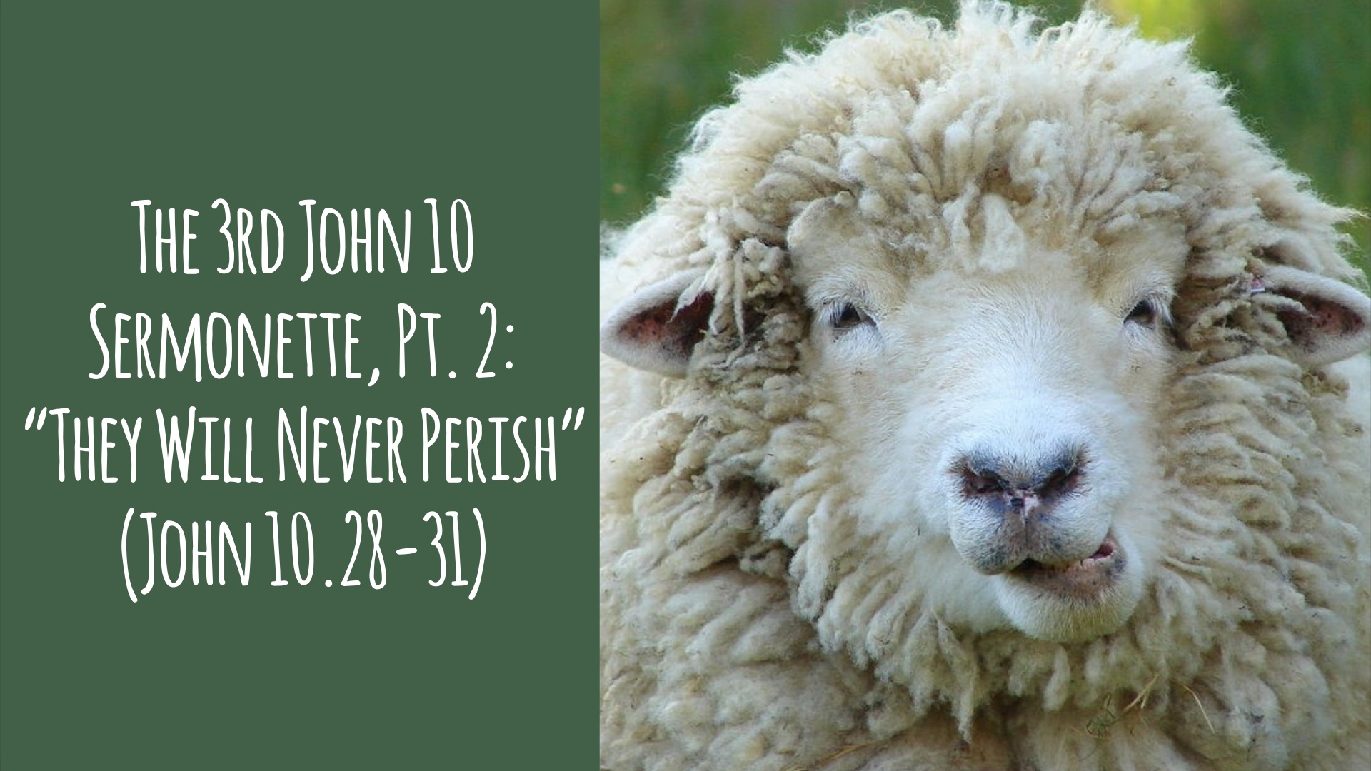 The 3rd John 10 Sermonette, Part 2: “They Will Never Perish” (John 10.28-31)